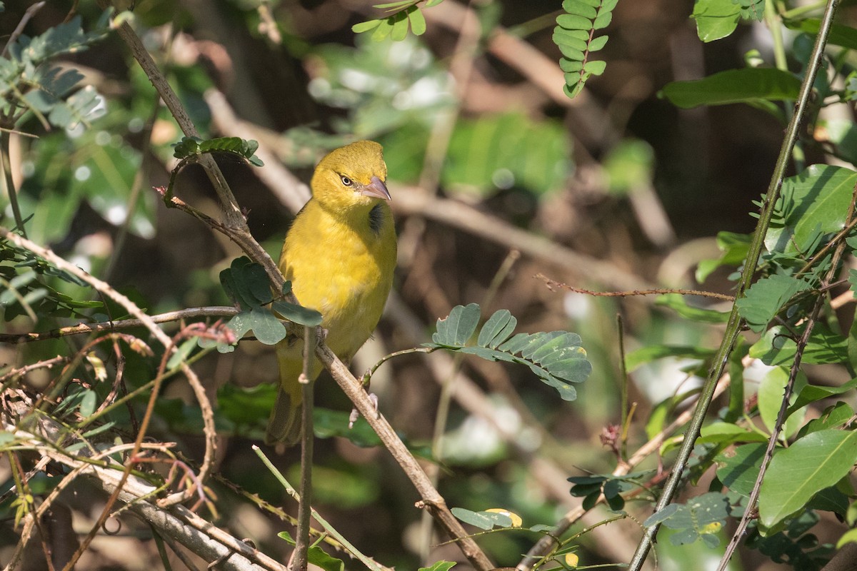 Lesser Masked-Weaver - Michel Gutierrez