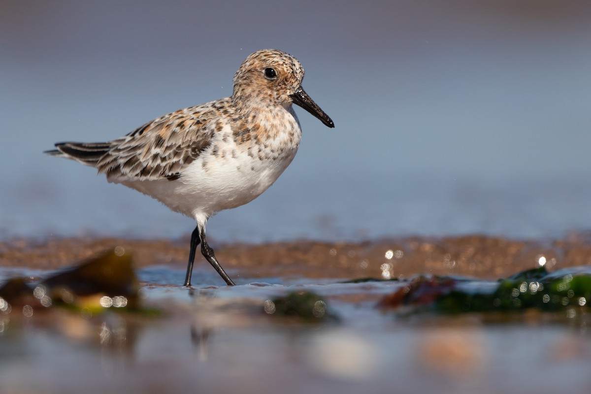 Sanderling - Oscar Wainwright