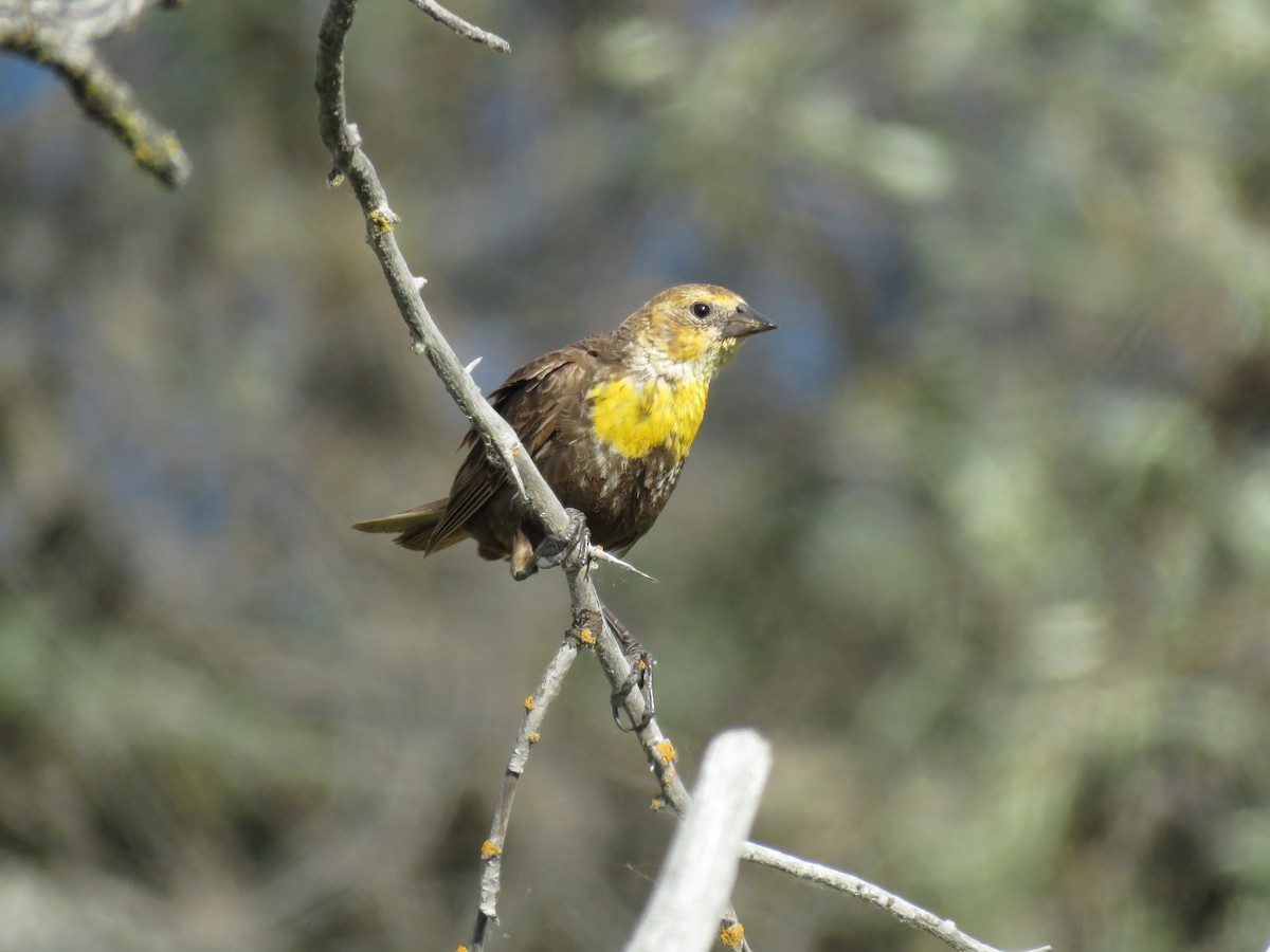 Yellow-headed Blackbird - ML34852631