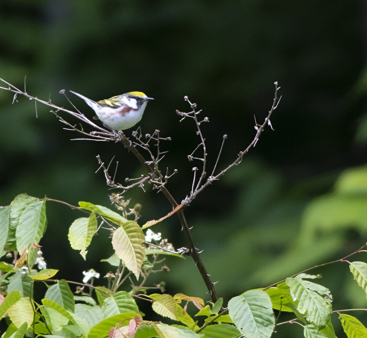 Chestnut-sided Warbler - John Gluth