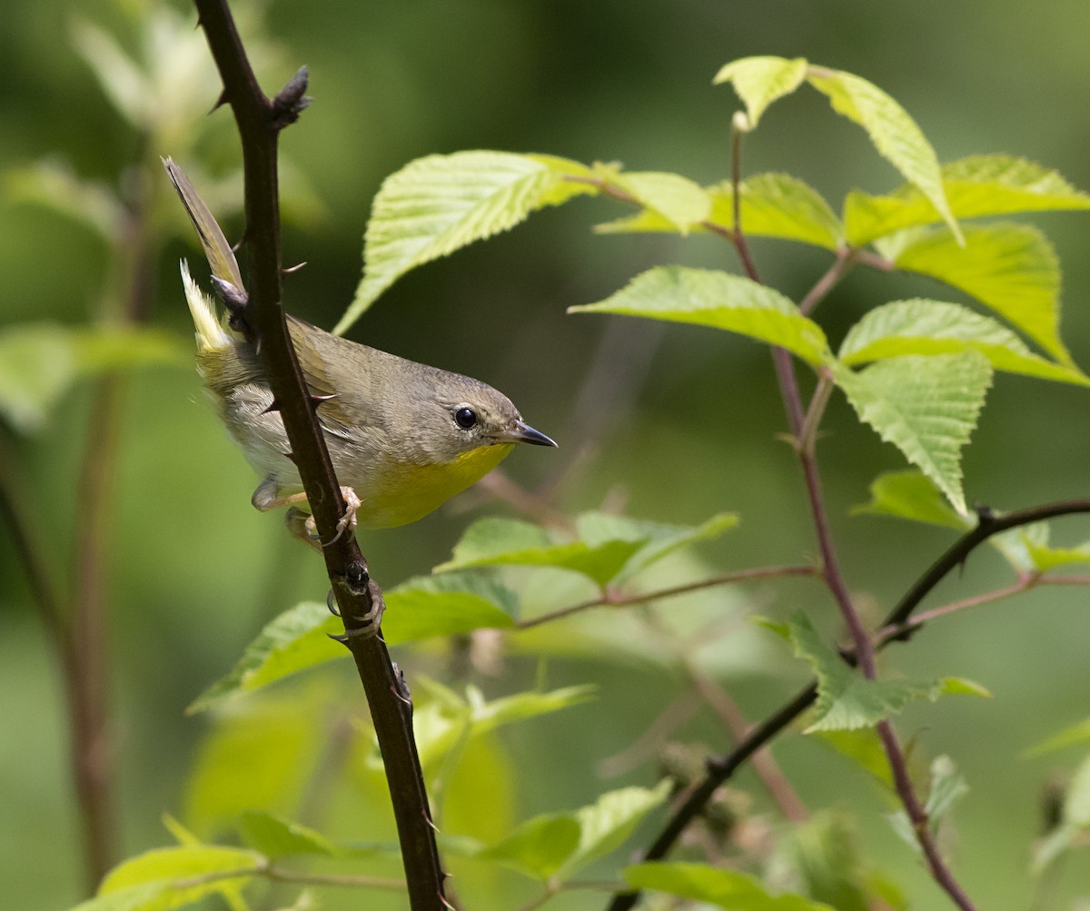 Common Yellowthroat - ML348526451