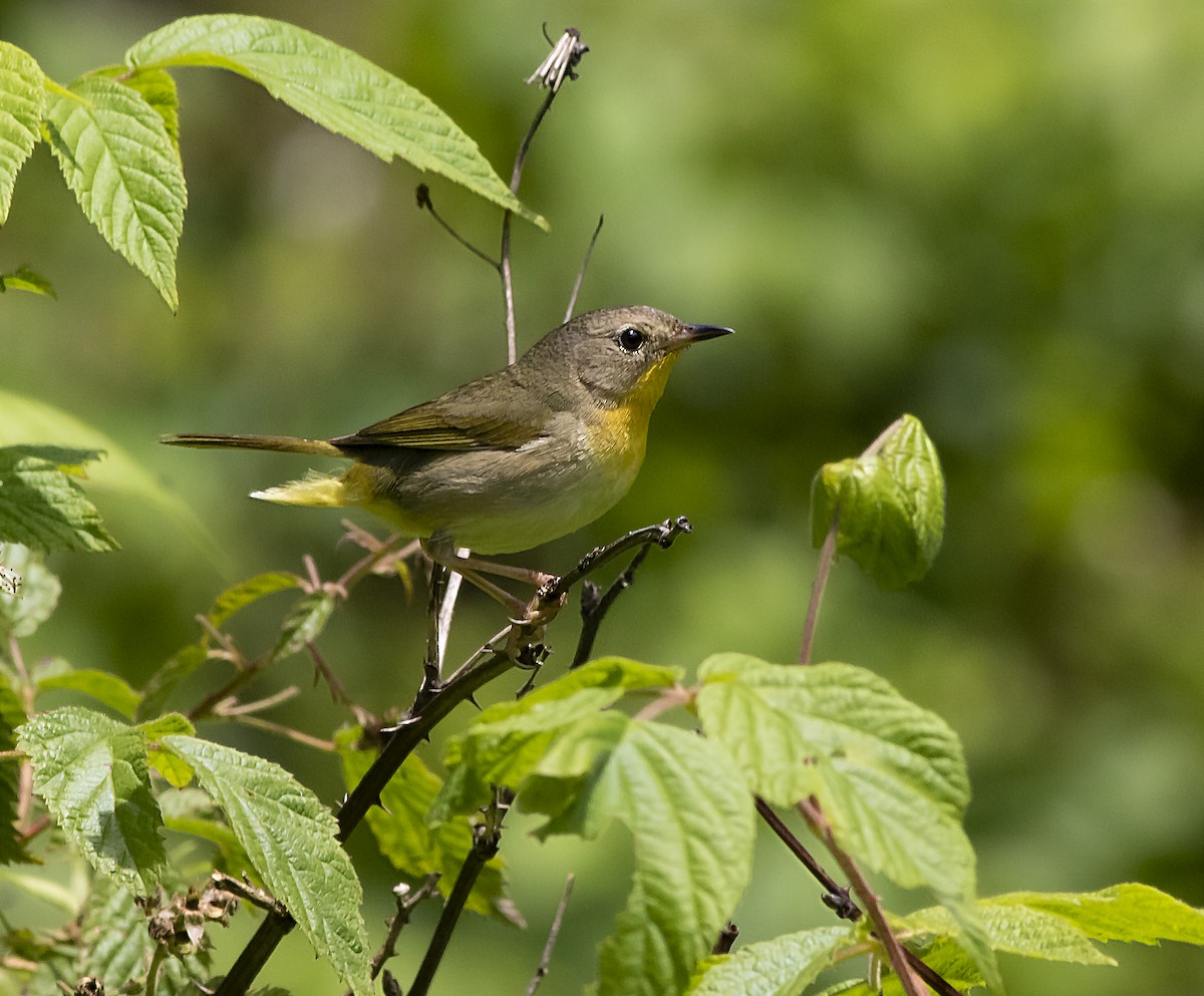 Common Yellowthroat - ML348526461