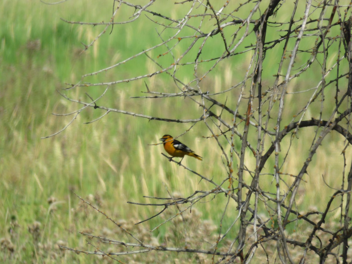 Bullock's Oriole - ML34852651