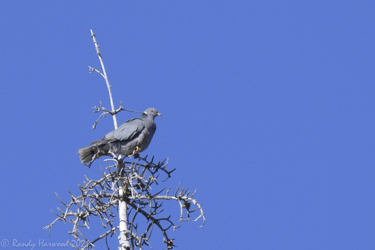 Band-tailed Pigeon - ML348527371