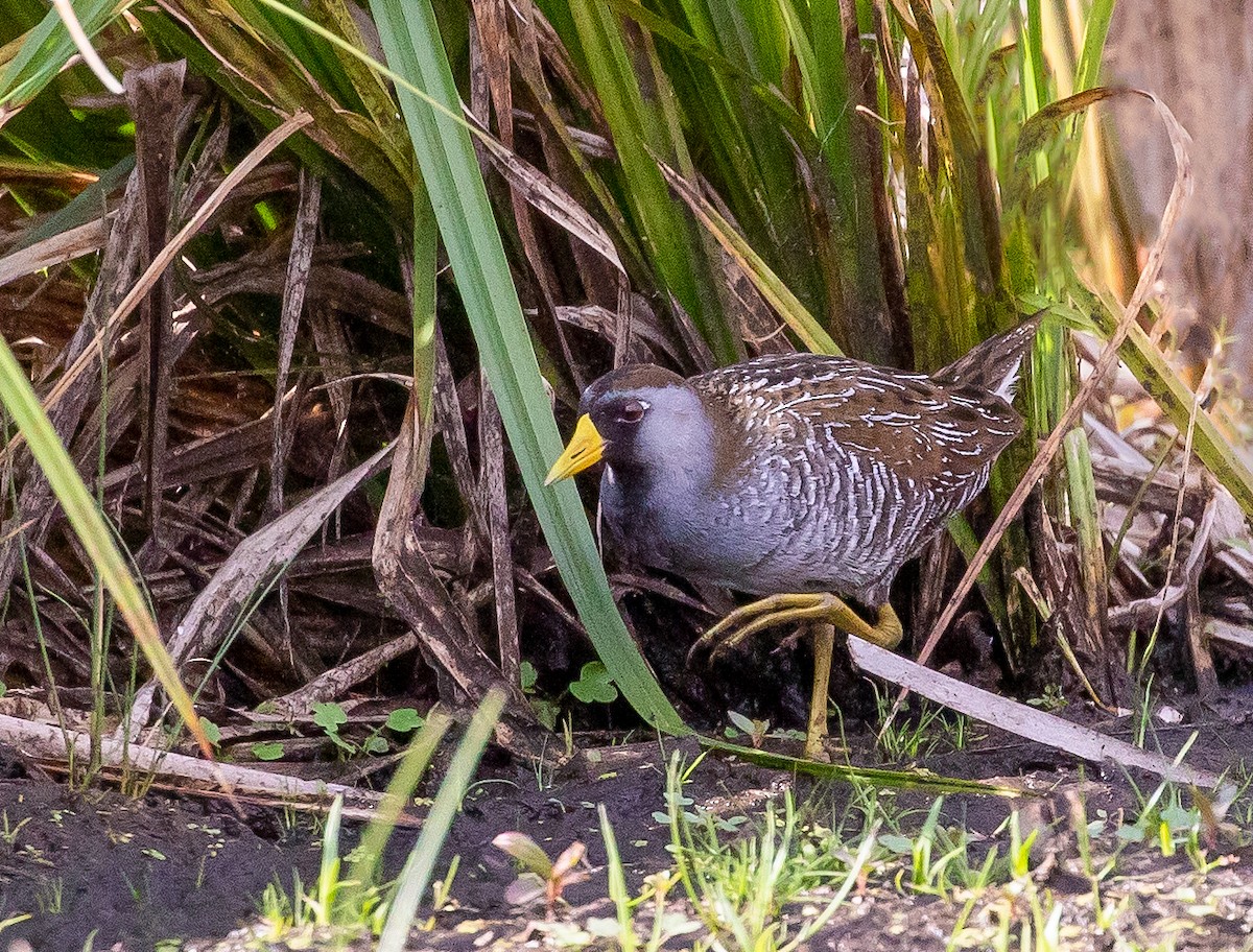 Sora - Iris Kilpatrick