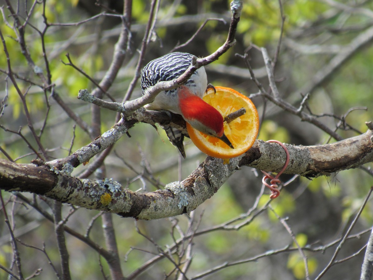Red-bellied Woodpecker - ML348529251