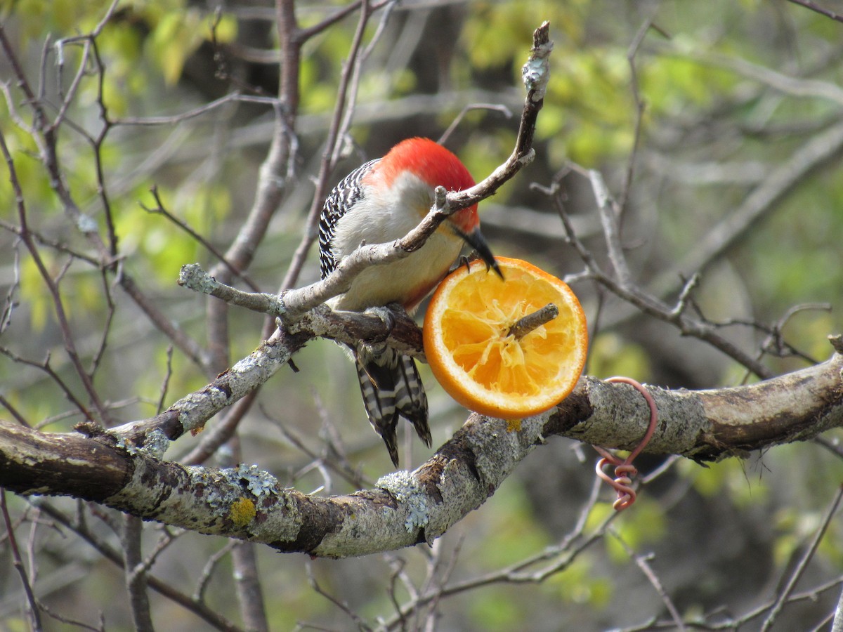 Red-bellied Woodpecker - ML348529311
