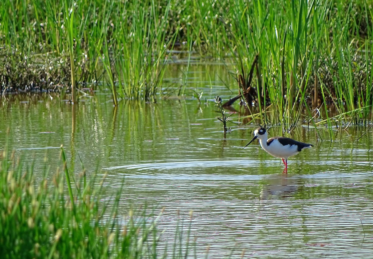 Black-necked Stilt - Alfonso Auerbach