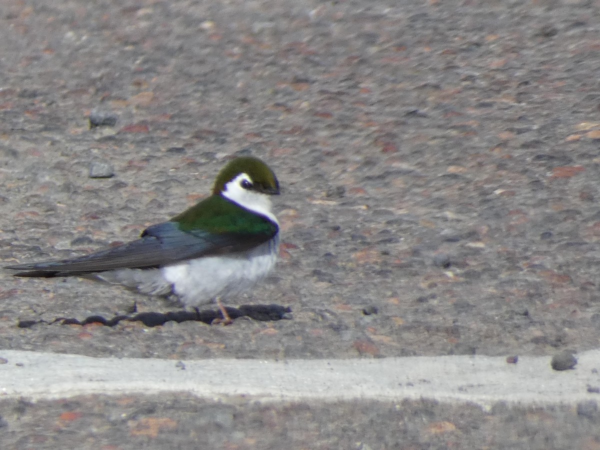 Violet-green Swallow - ML348530281