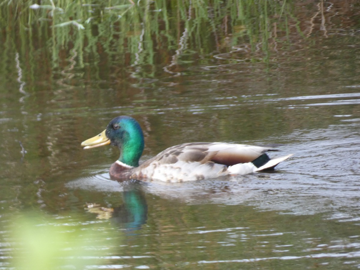 Mallard - ML348530701