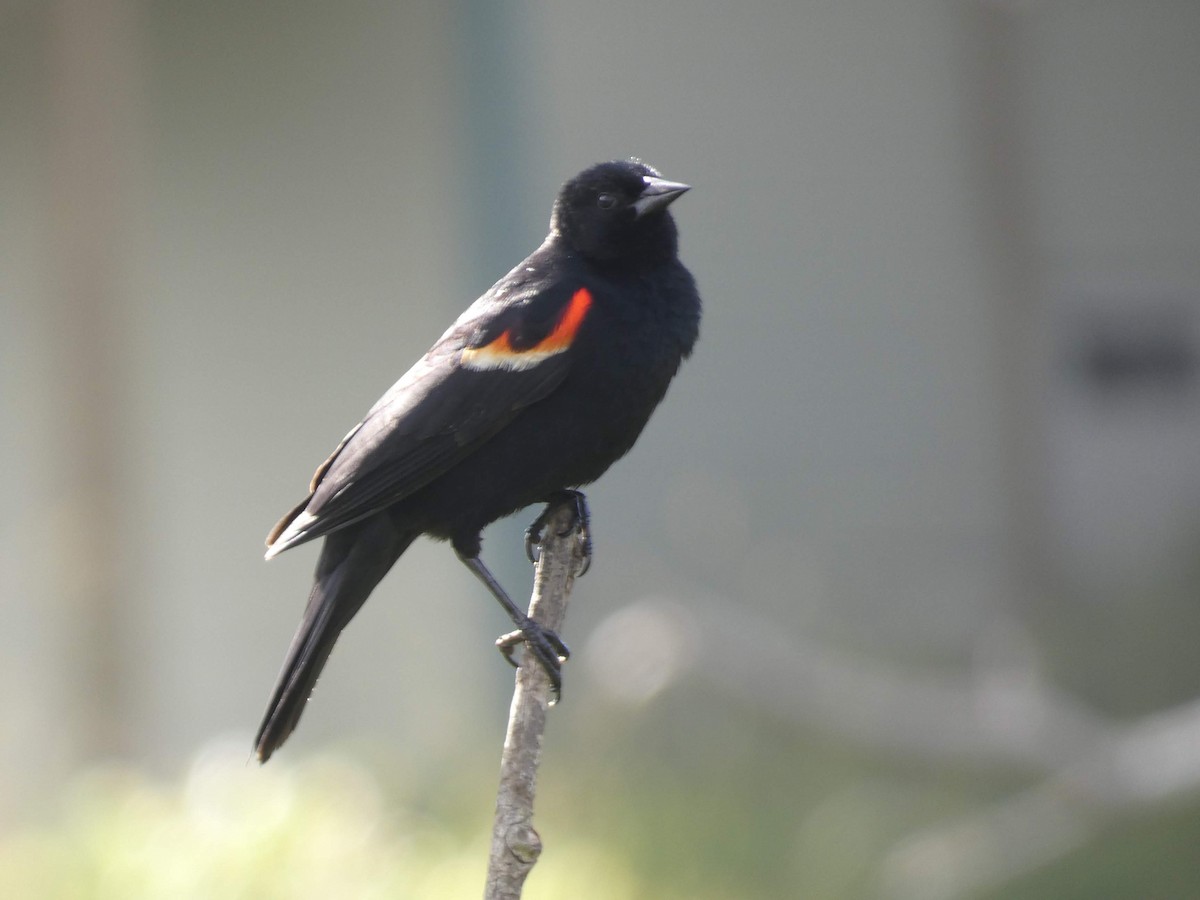 Red-winged Blackbird - ML348530811