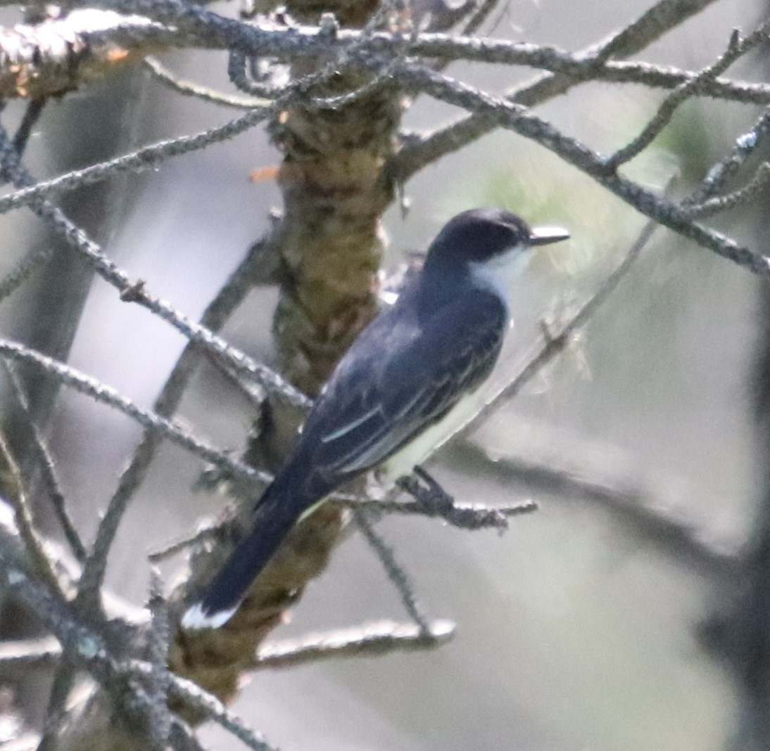 Eastern Kingbird - ML348530911