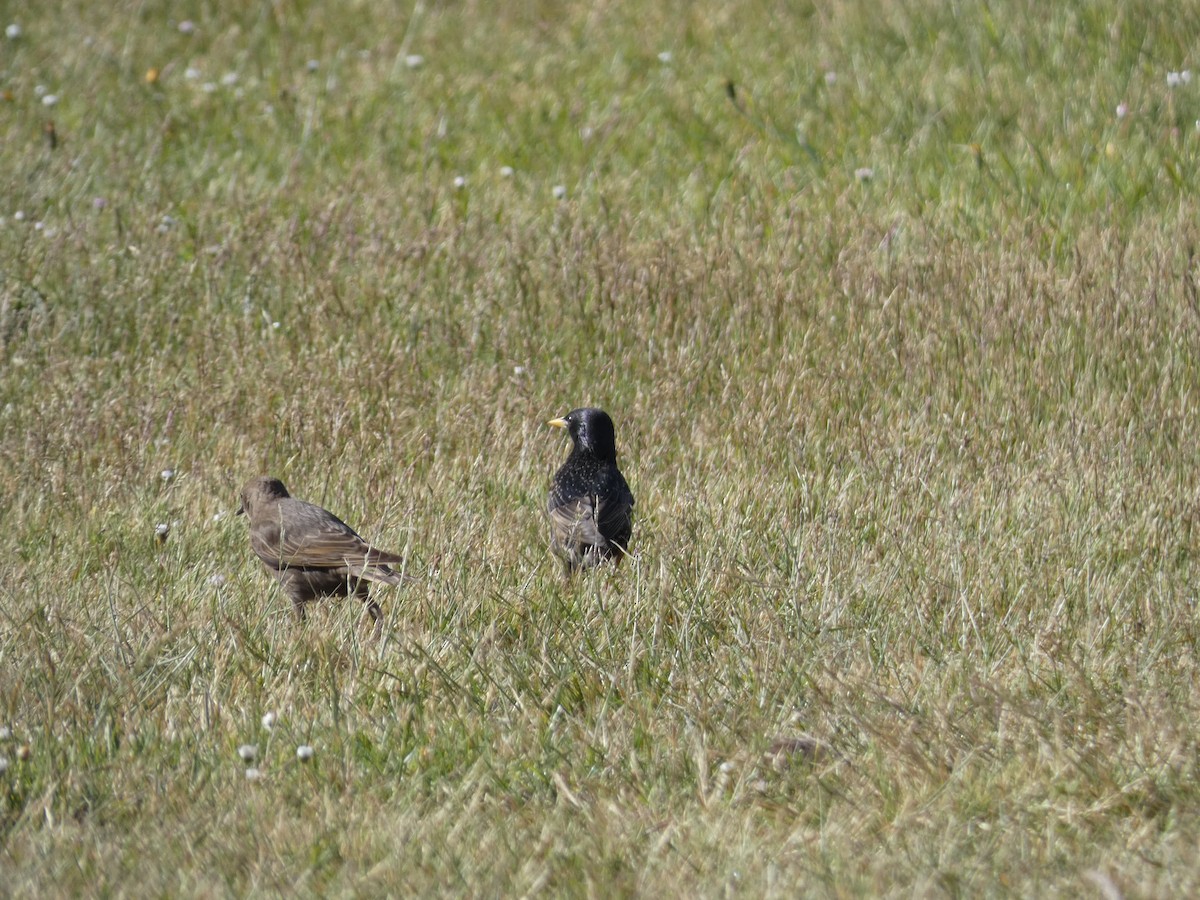 European Starling - ML348531161