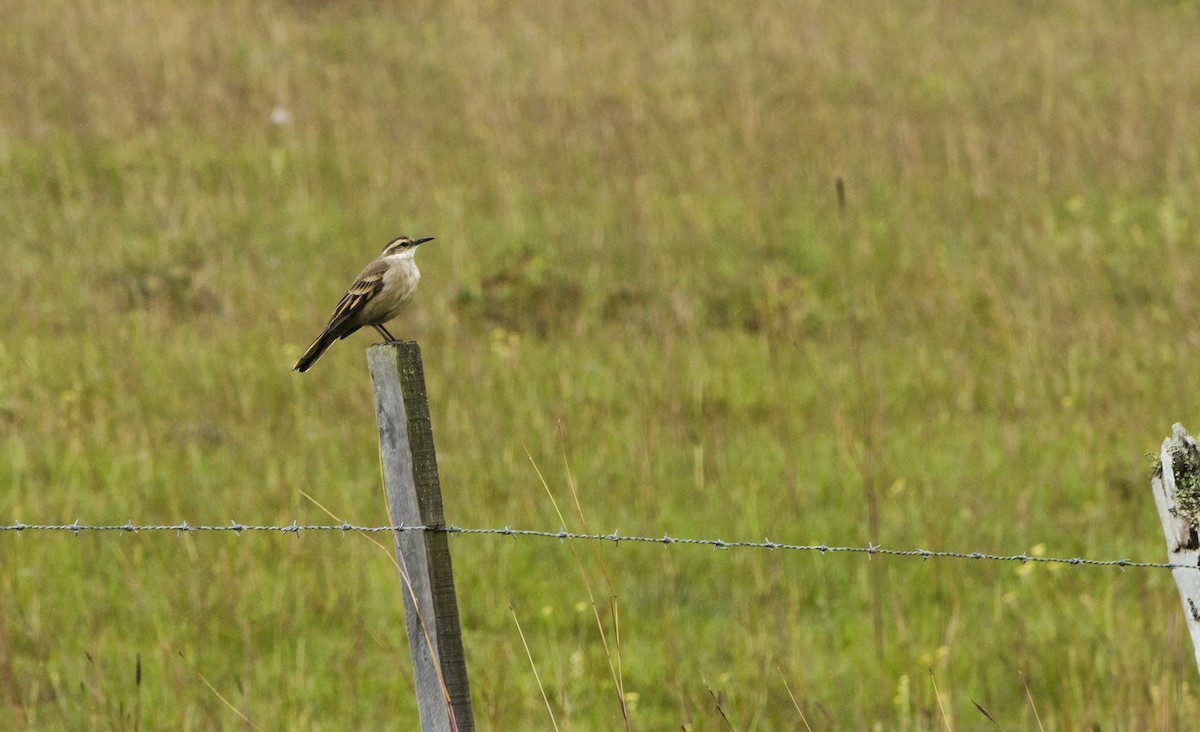 Long-tailed Cinclodes - Maiara Vissoto