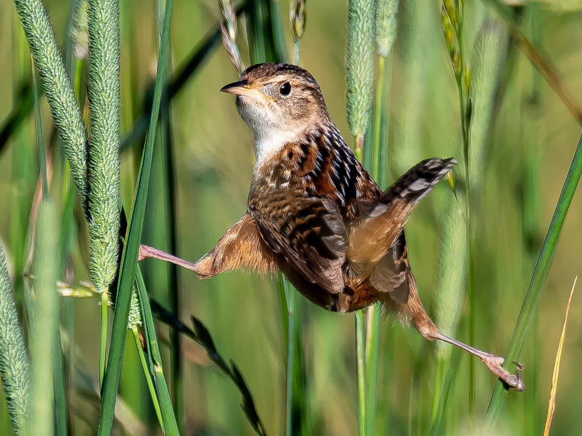 Sedge Wren - Donald Dixon