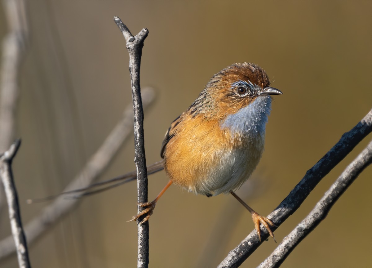 Southern Emuwren - David Sinnott