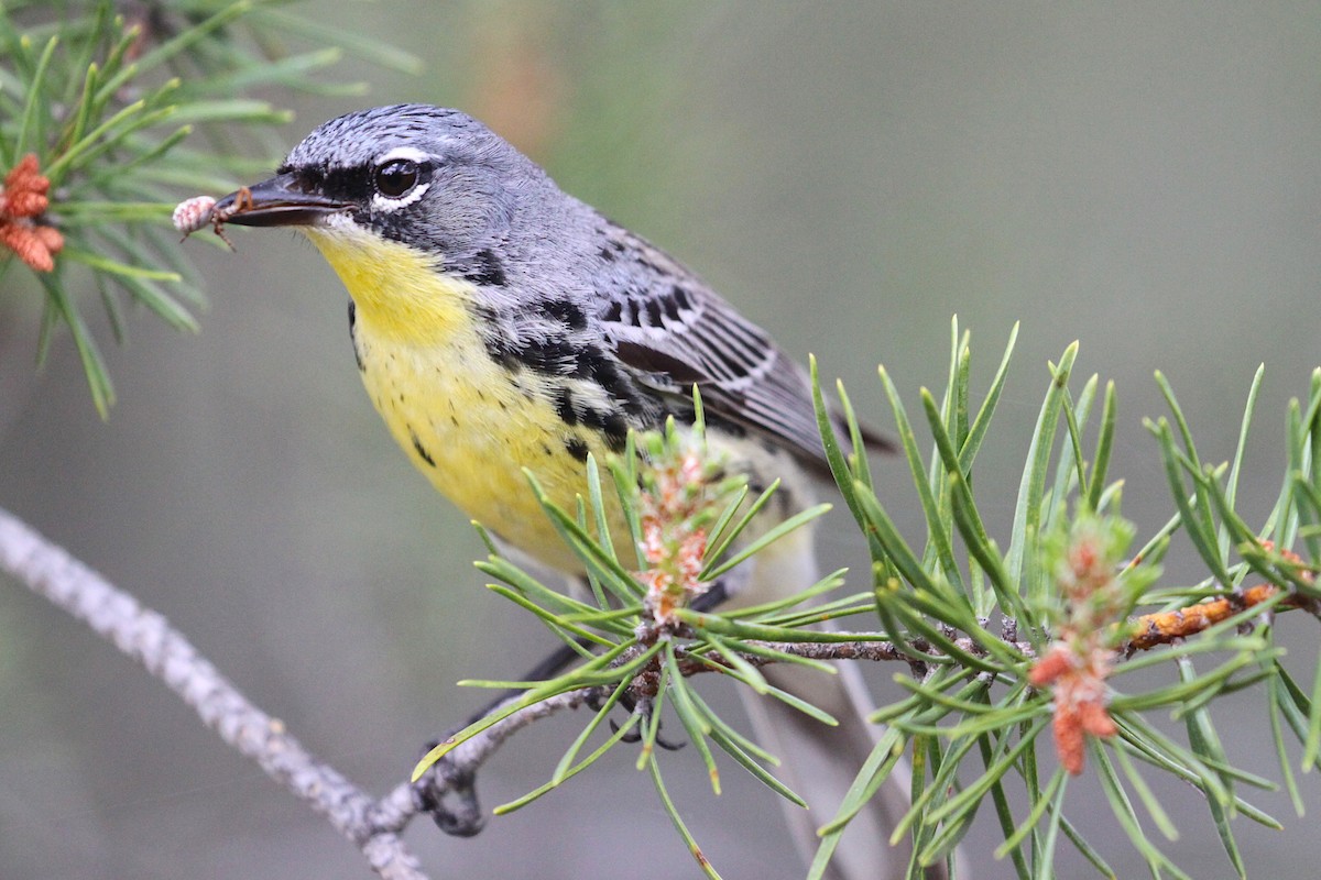 Kirtland's Warbler - ML348533471