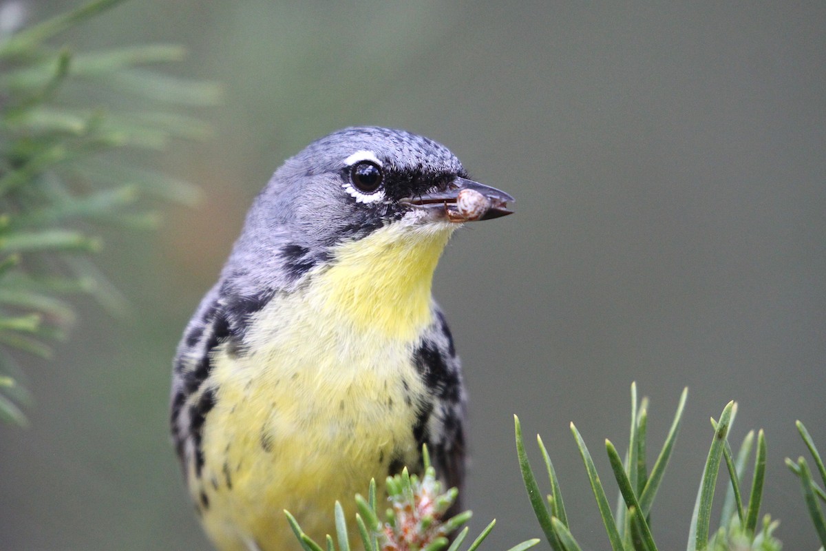 Kirtland's Warbler - ML348533511