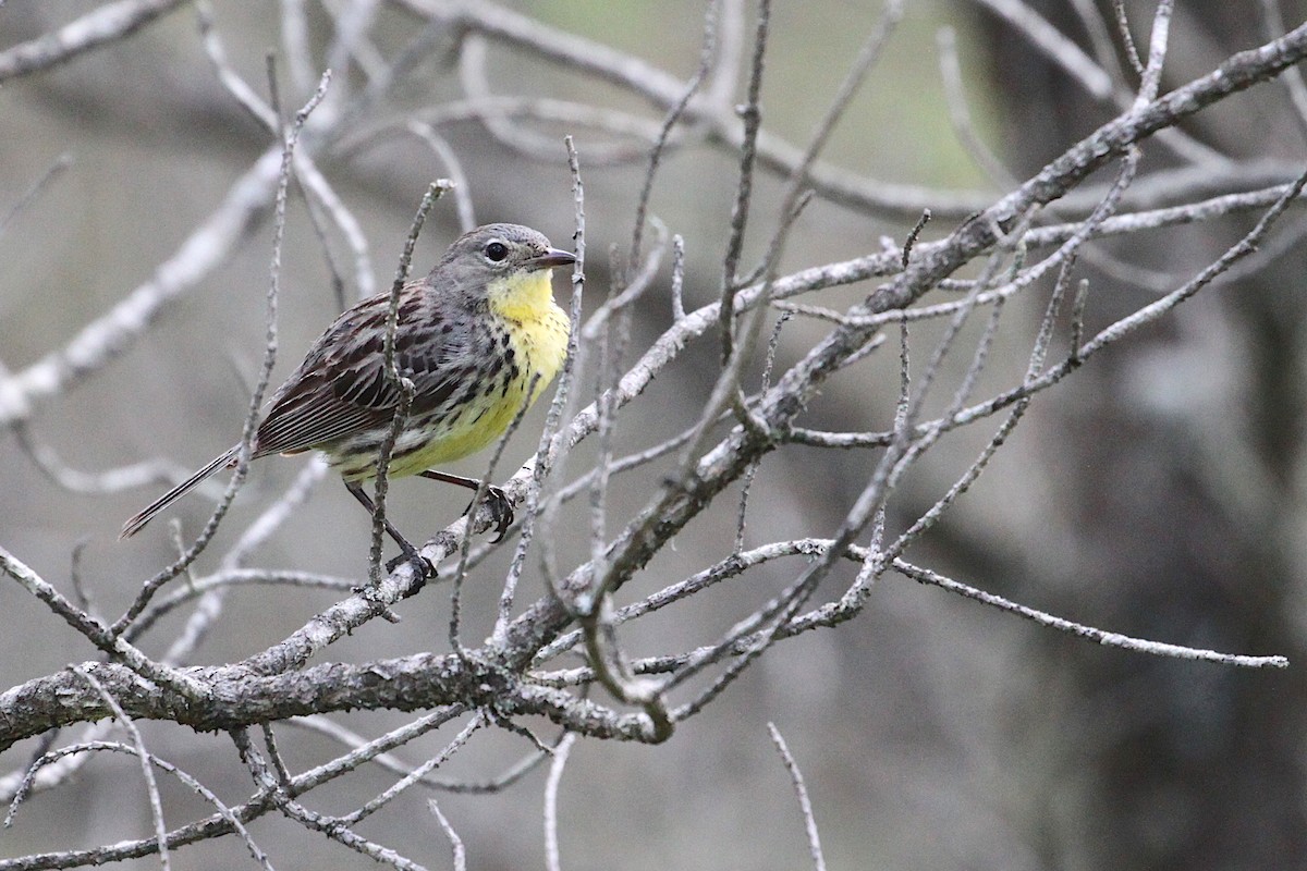 Kirtland's Warbler - ML348533531