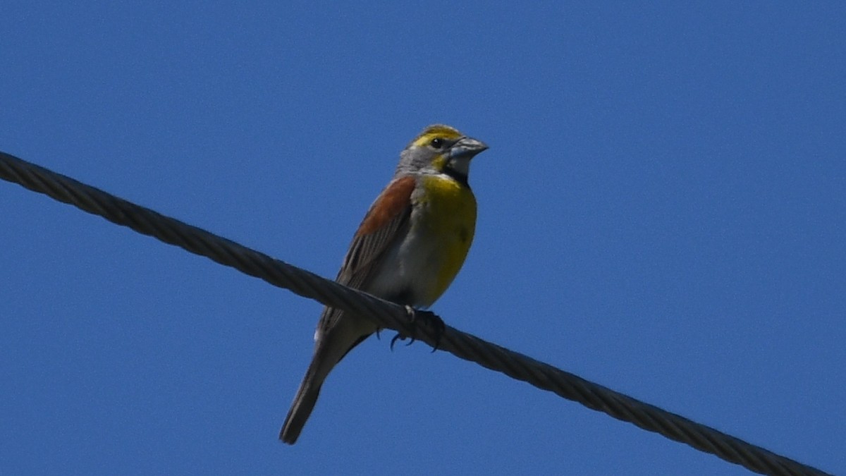 Dickcissel - Carl Winstead