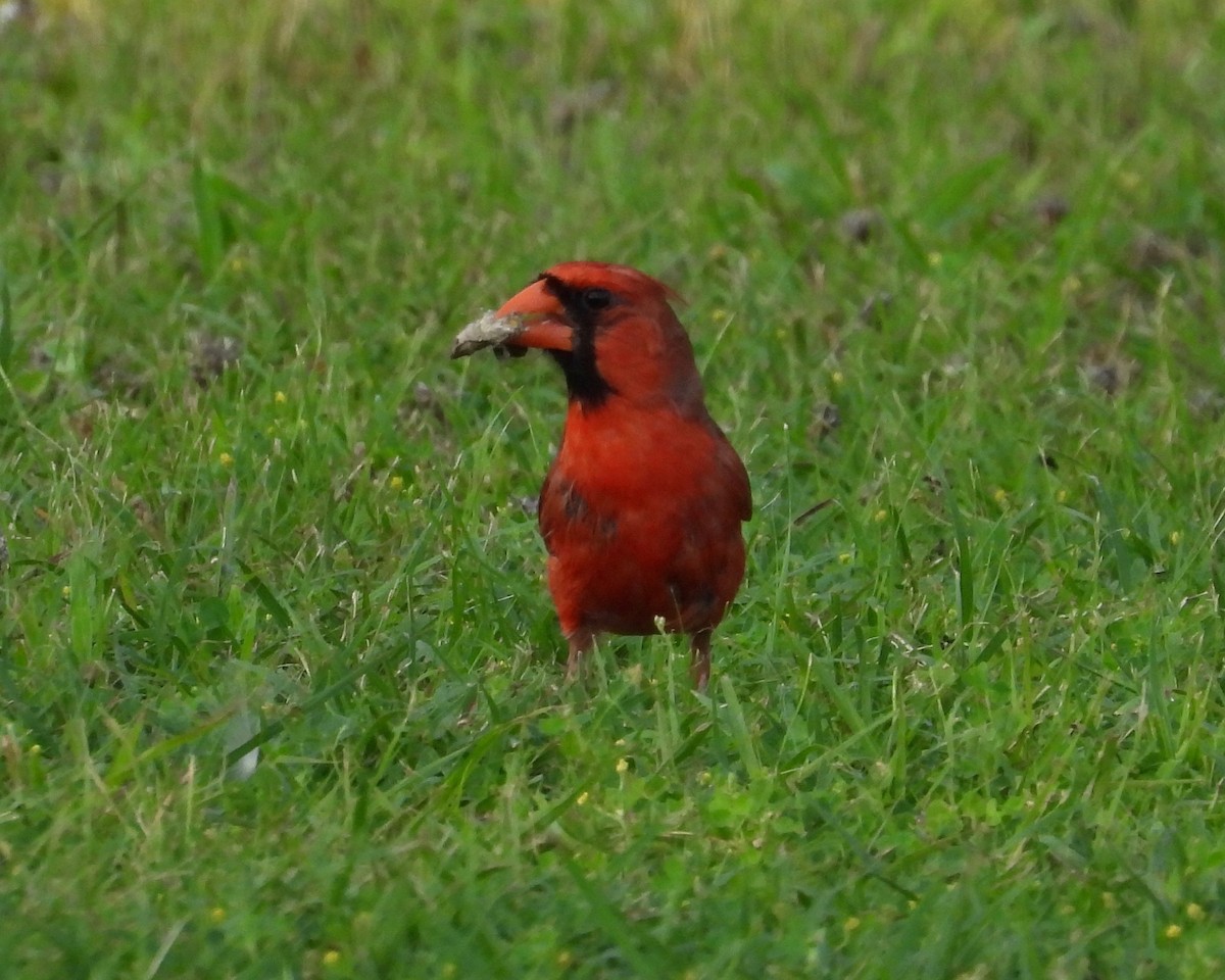 Northern Cardinal - grete pasch