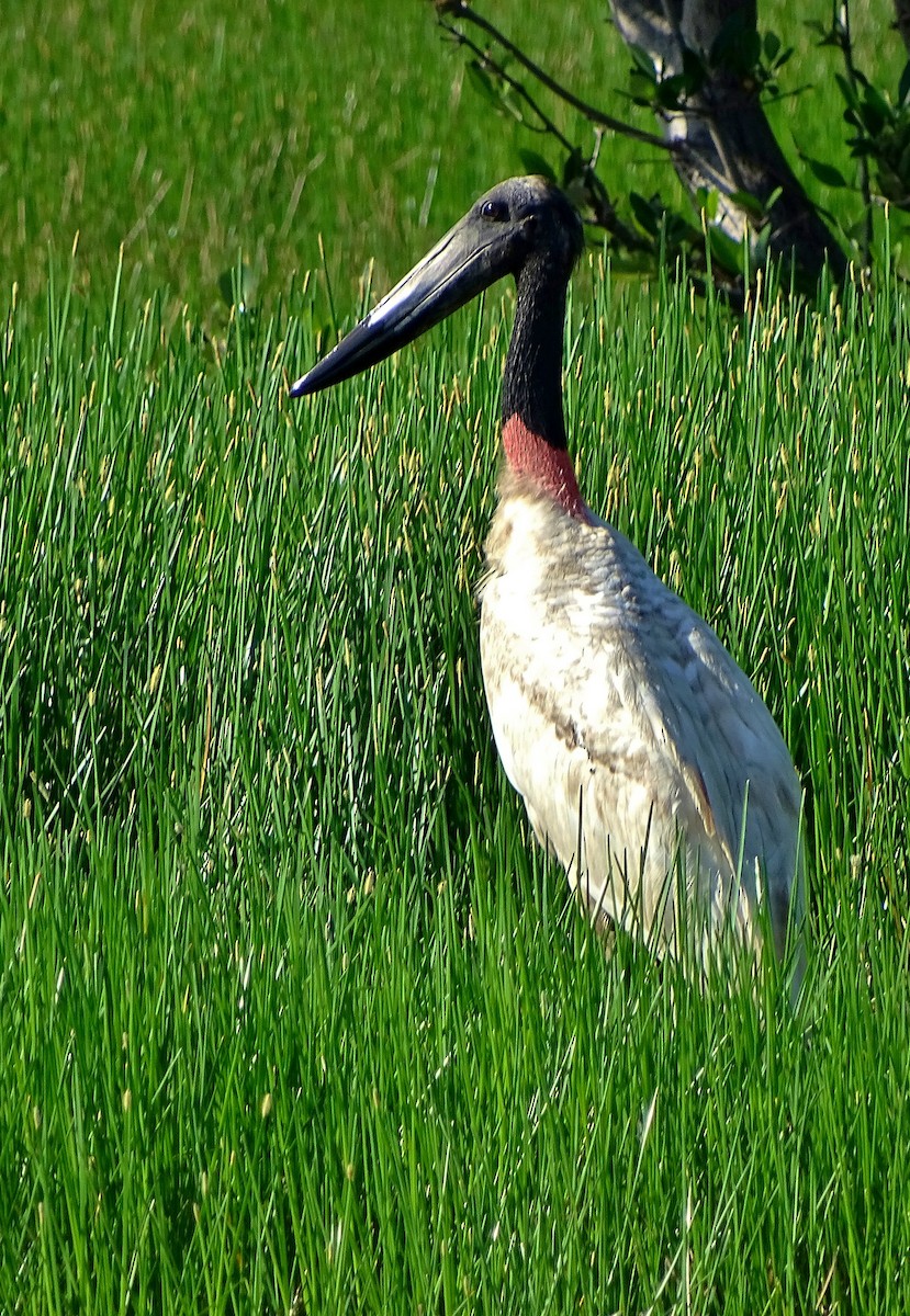 Jabiru - Alfonso Auerbach