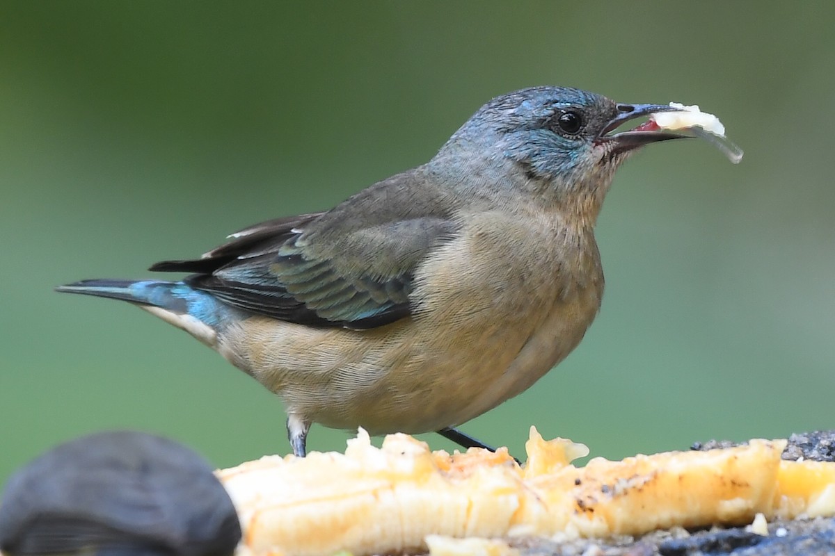 Black-legged Dacnis - Daniel Hinckley | samazul.com