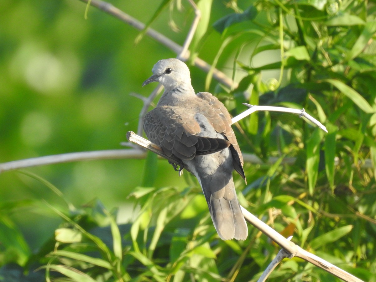 Red Collared-Dove - ML348537201