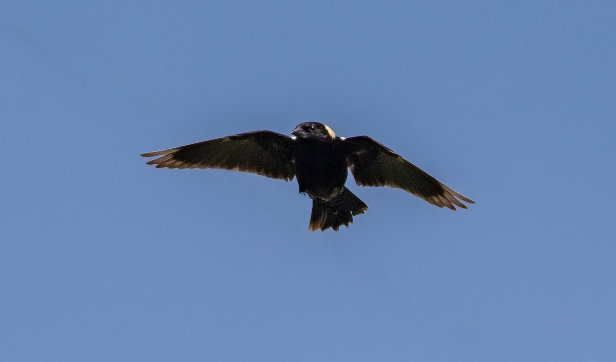 Bobolink - Iris Kilpatrick