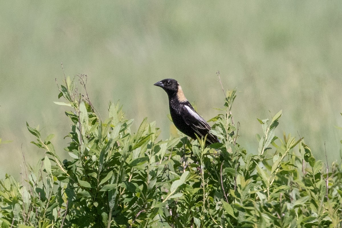 Bobolink - Iris Kilpatrick