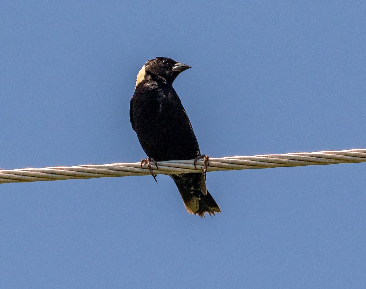 Bobolink - Iris Kilpatrick