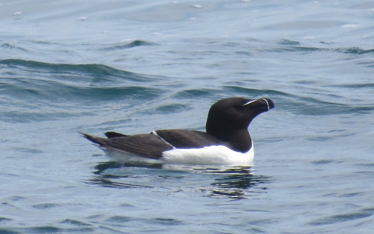 Razorbill - Julie  Michael