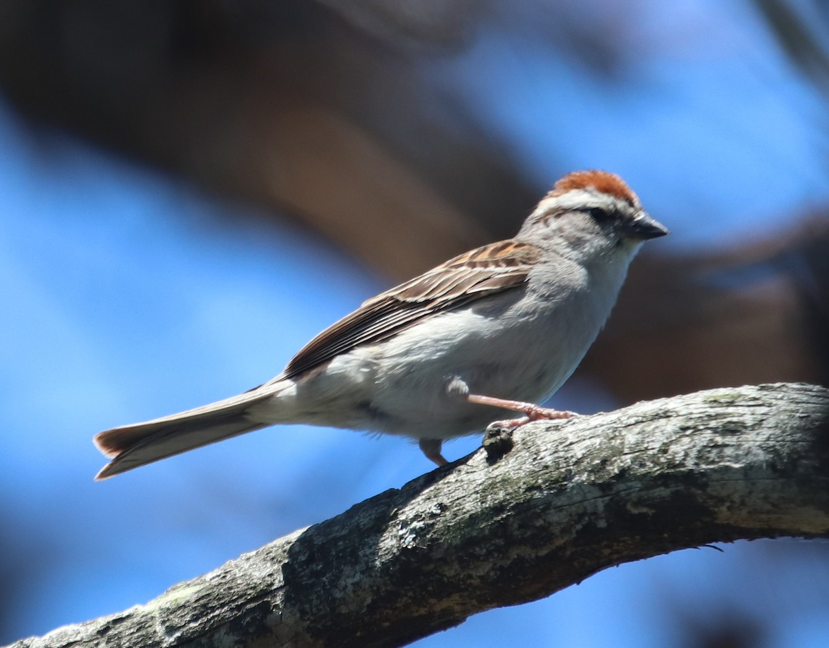 Chipping Sparrow - Charles (PAT) Dollard