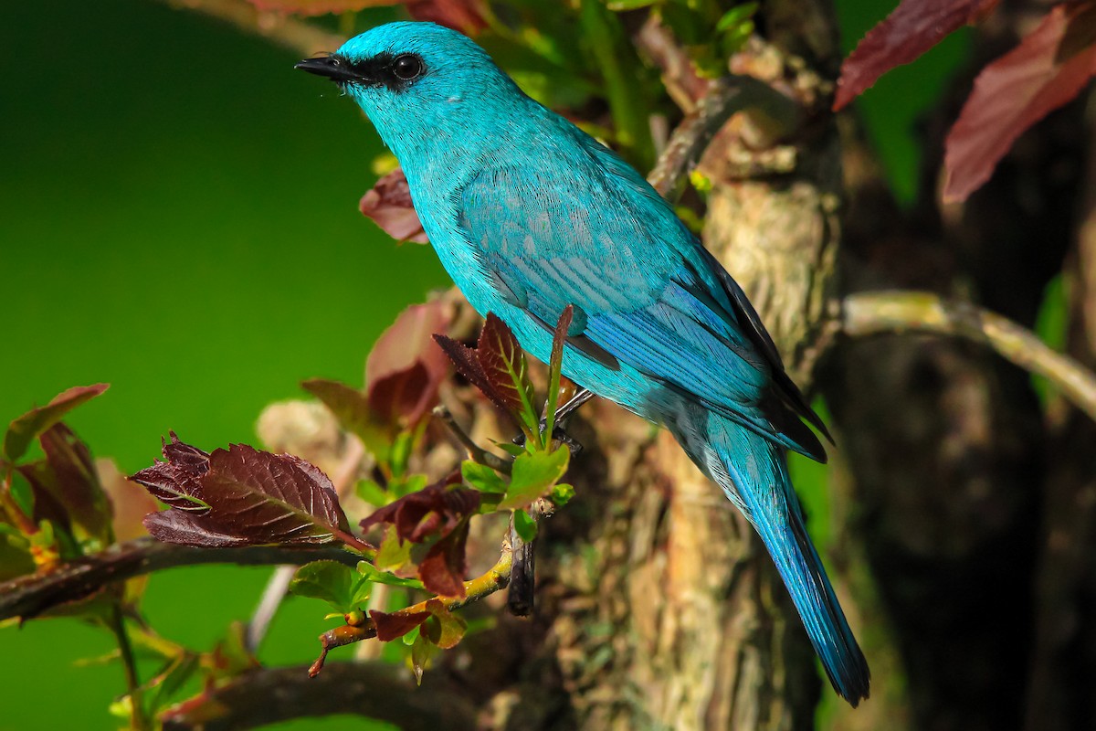 Verditer Flycatcher - DEEPAKGARG SHARMA