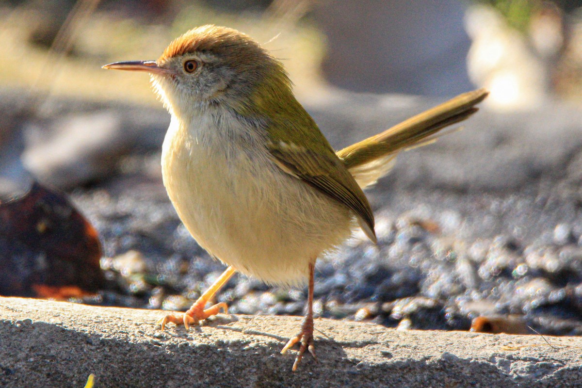 長尾縫葉鶯 - ML348538841