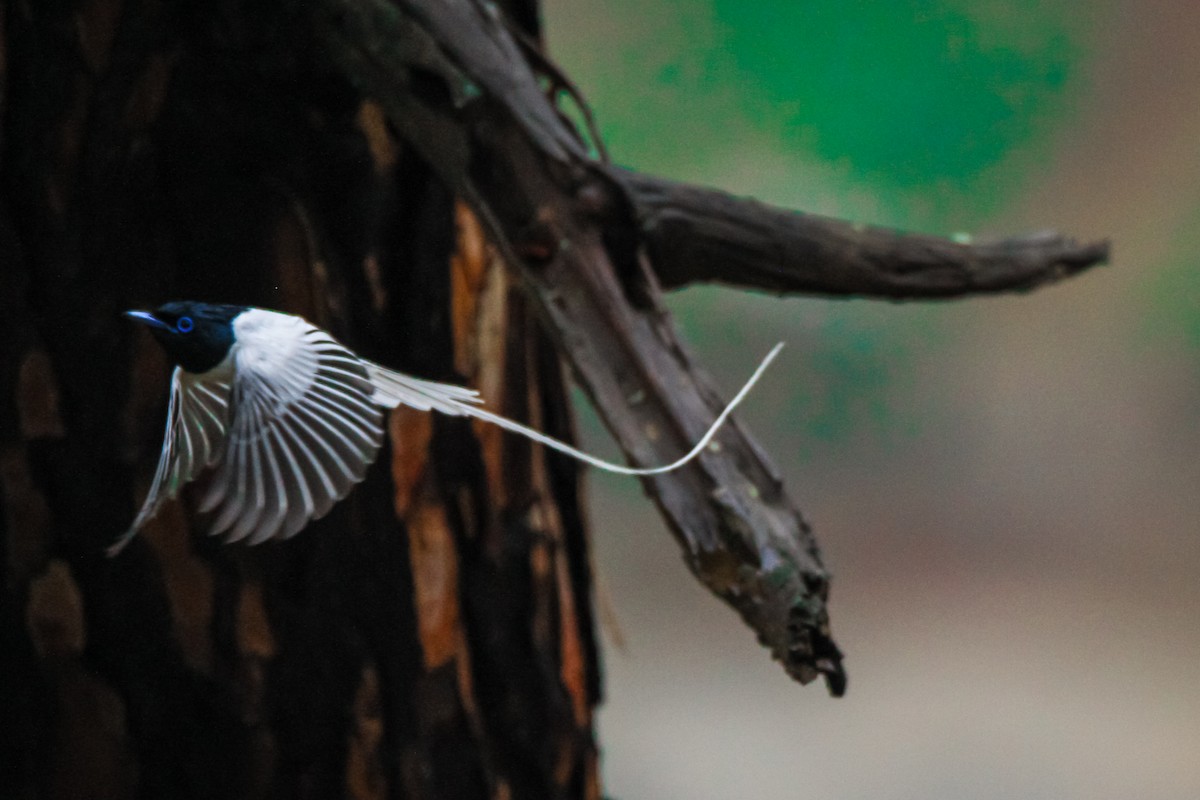 Indian Paradise-Flycatcher - ML348539081