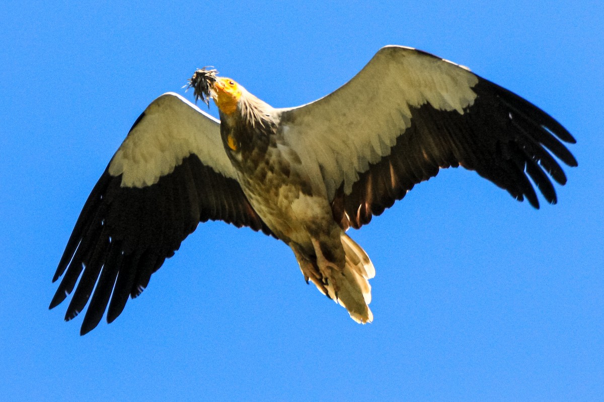 Egyptian Vulture - ML348539411