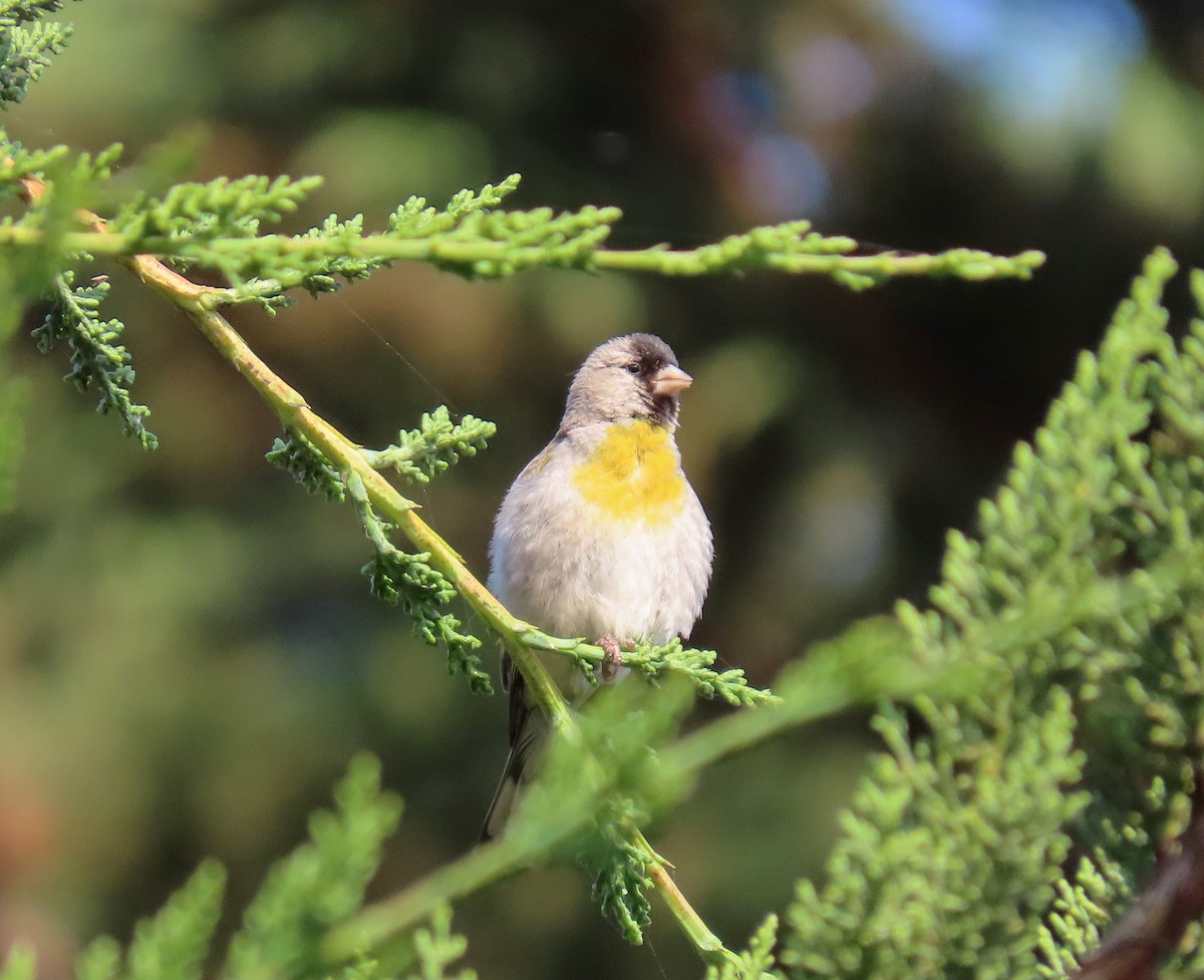 Lawrence's Goldfinch - ML348540051