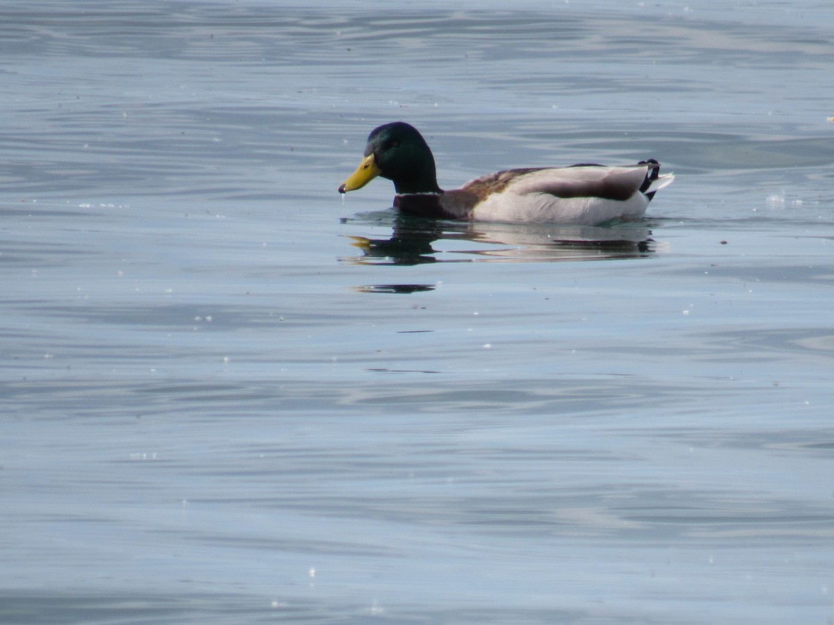 Mallard - Leslie Baker