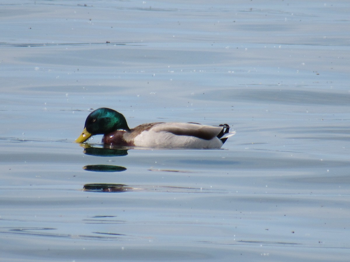 Mallard - Leslie Baker