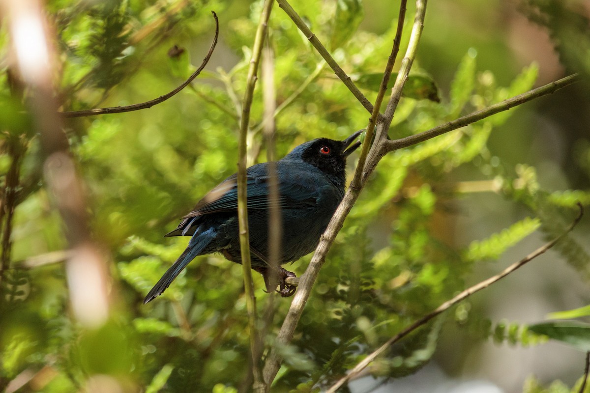 Masked Flowerpiercer - ML348549561