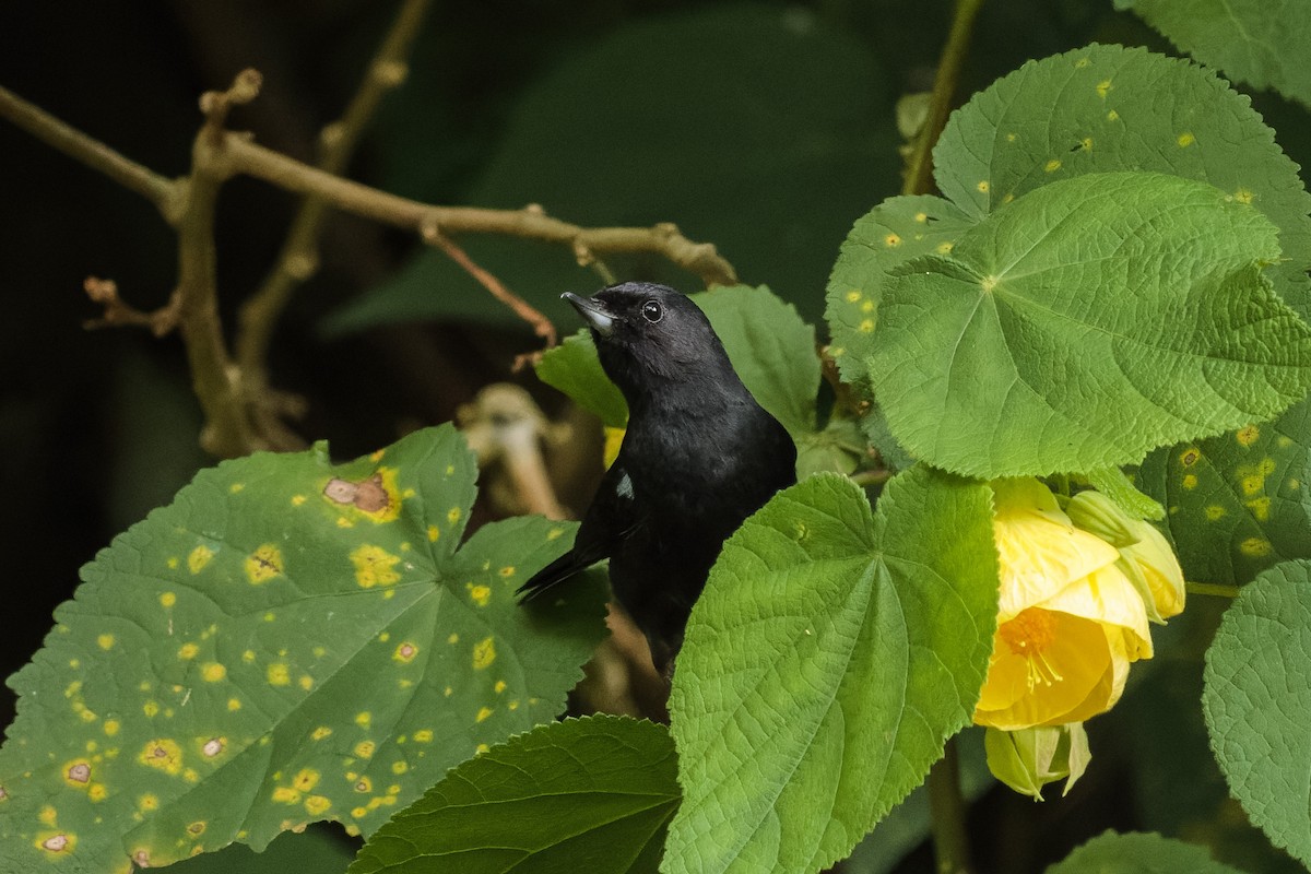 Black Flowerpiercer - ML348549731