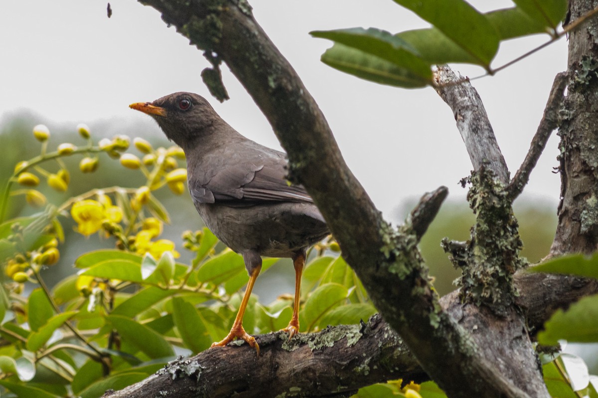 Great Thrush - John  Bernal