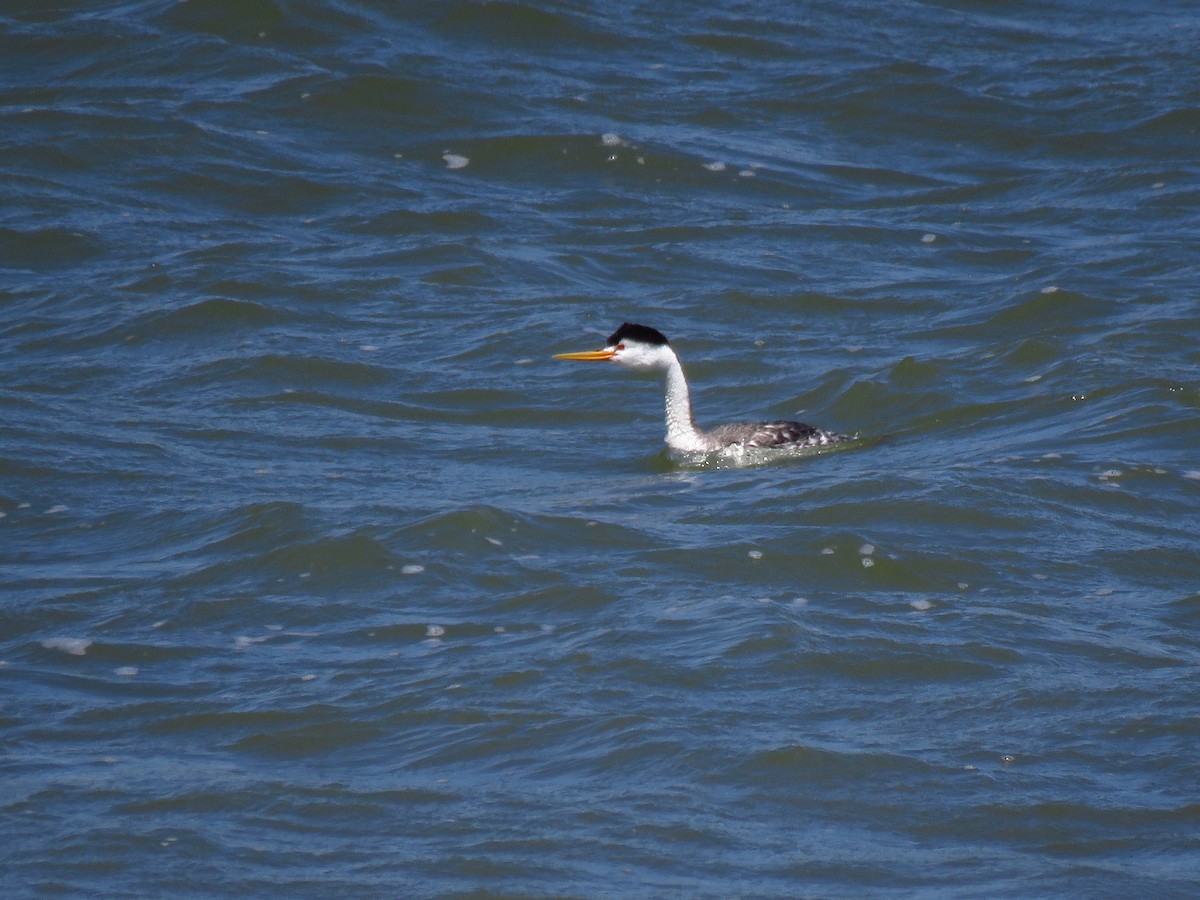 Clark's Grebe - ML348550001