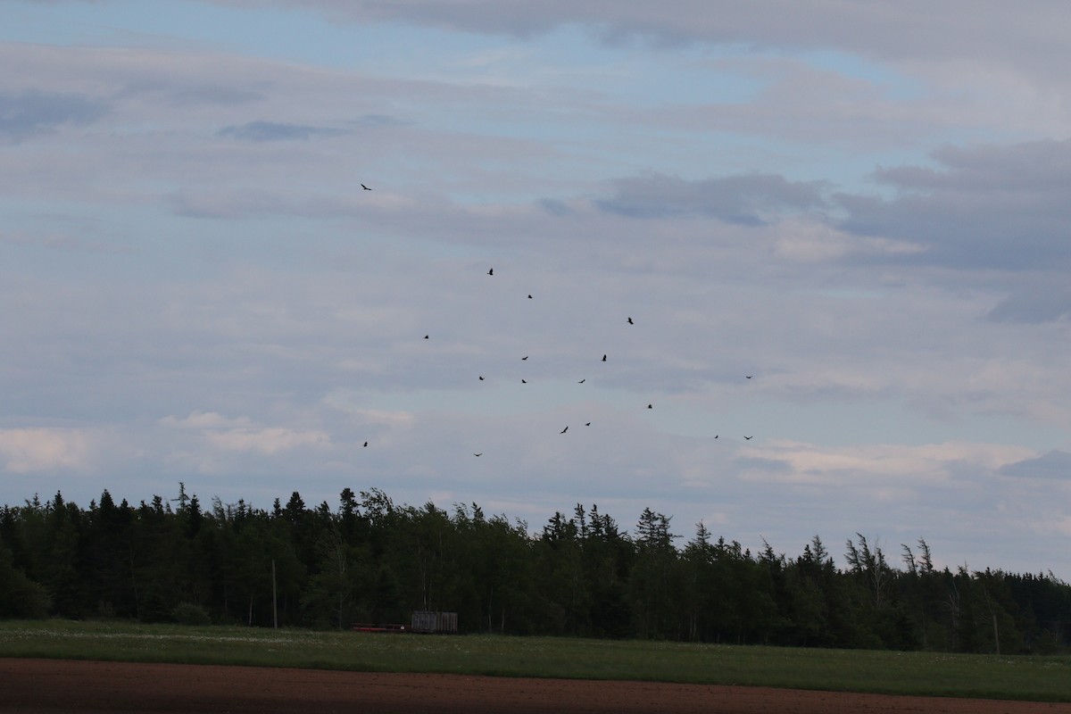 Turkey Vulture - ML348550131
