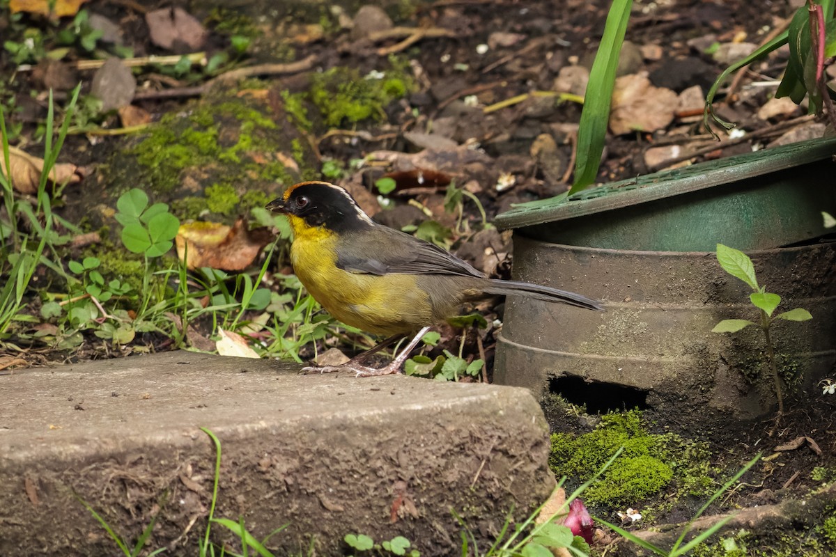 Pale-naped Brushfinch - ML348550641