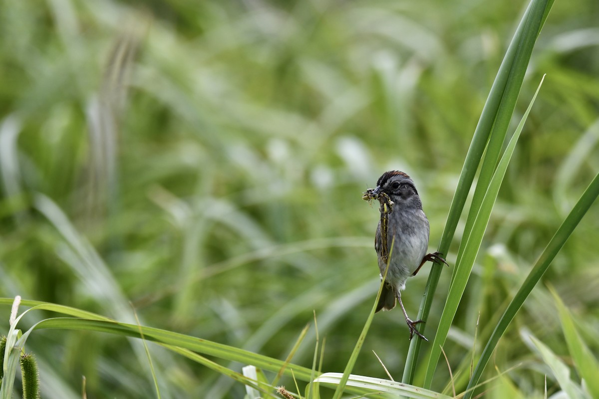 Swamp Sparrow - ML348552121