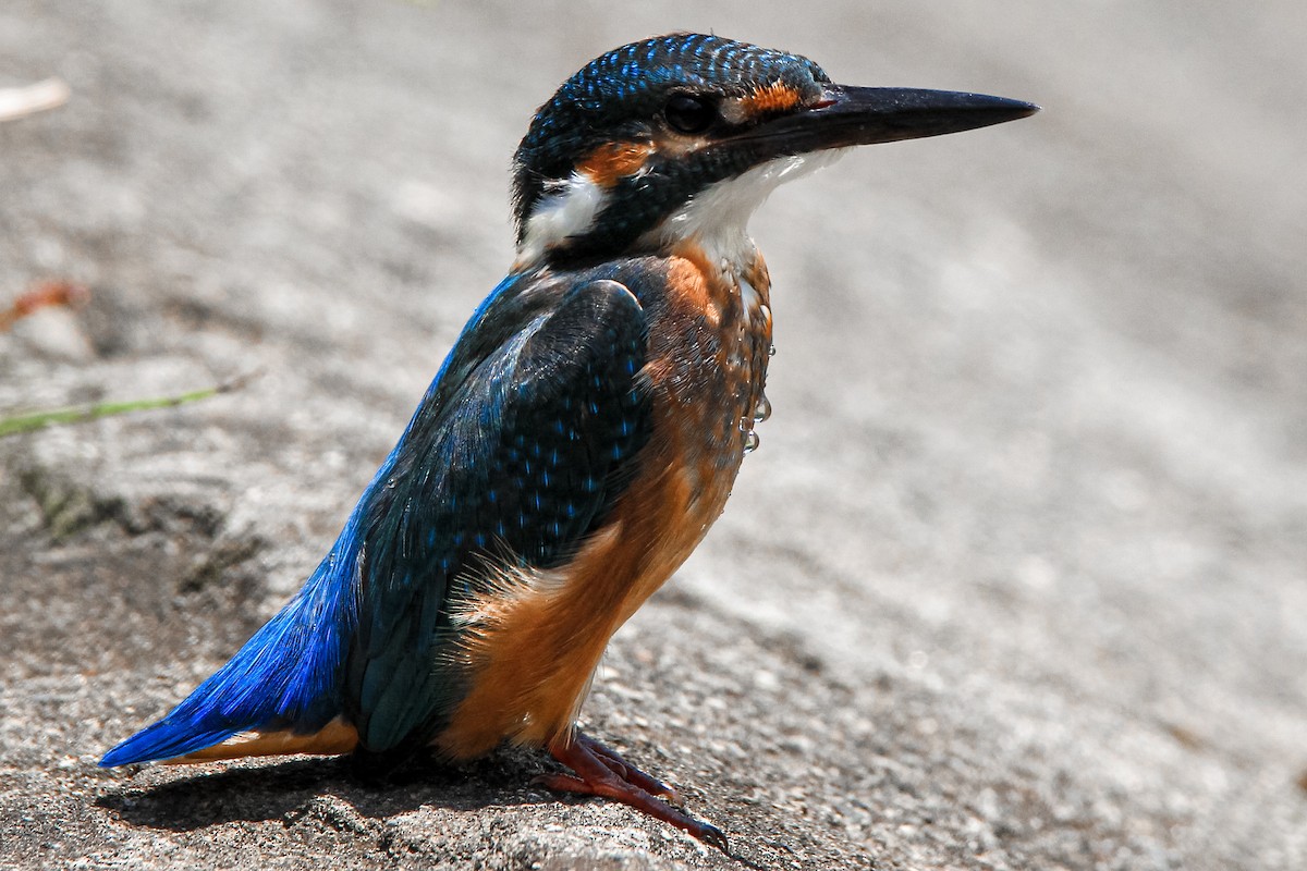 Common Kingfisher - ML348552751