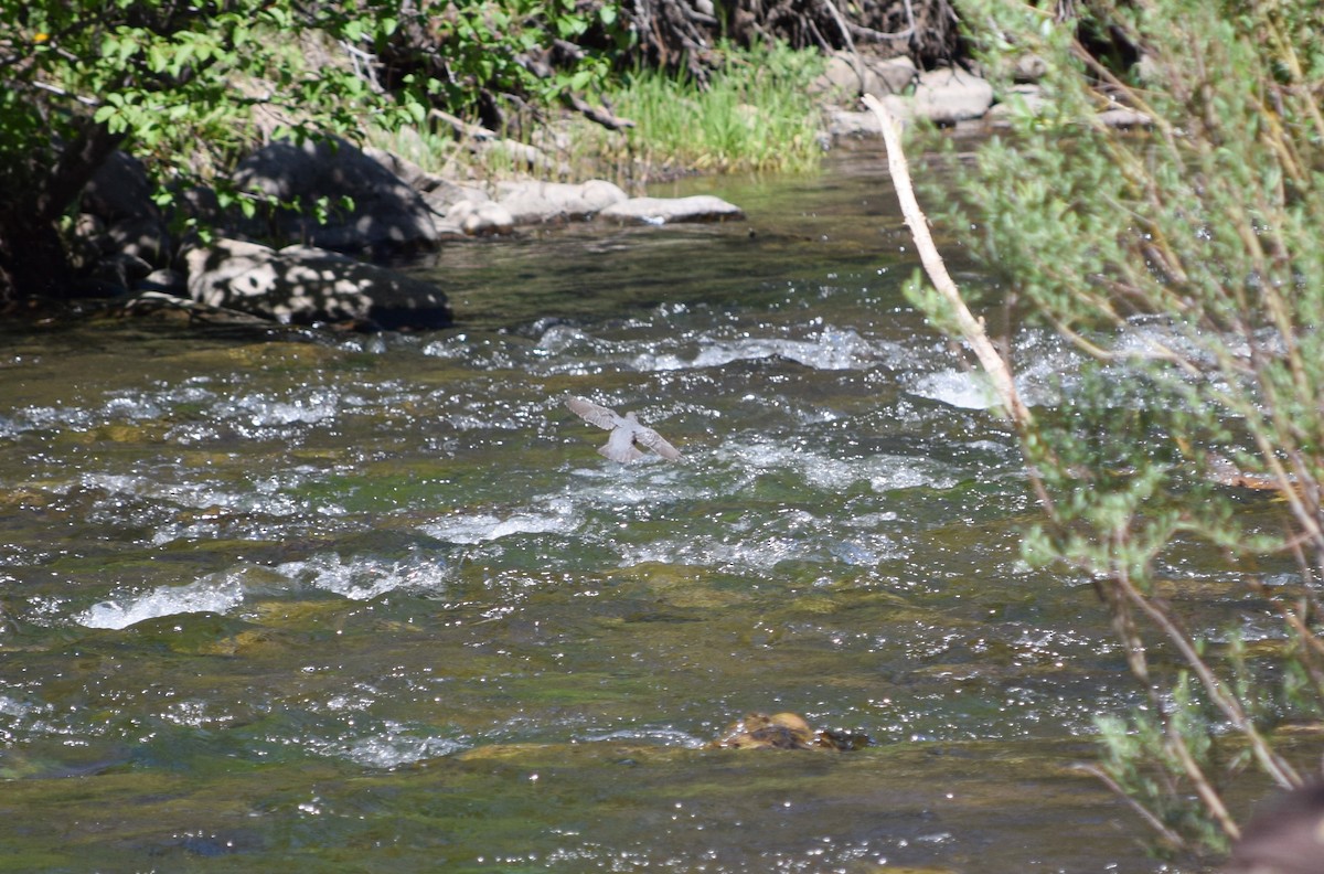 American Dipper - ML348553171