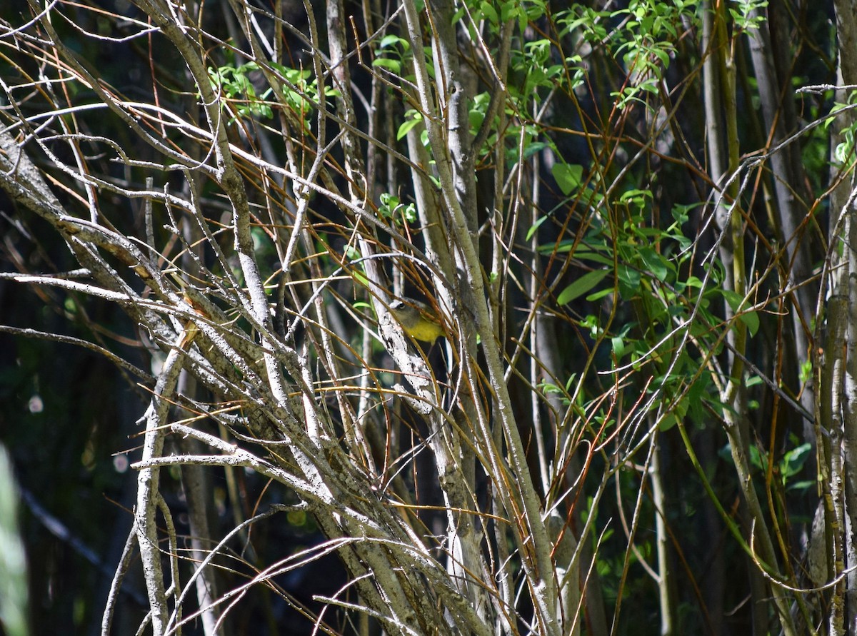 MacGillivray's Warbler - ML348553531